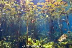 A spring in South Africa, turns into the Marico river eve... by Colin Davis 